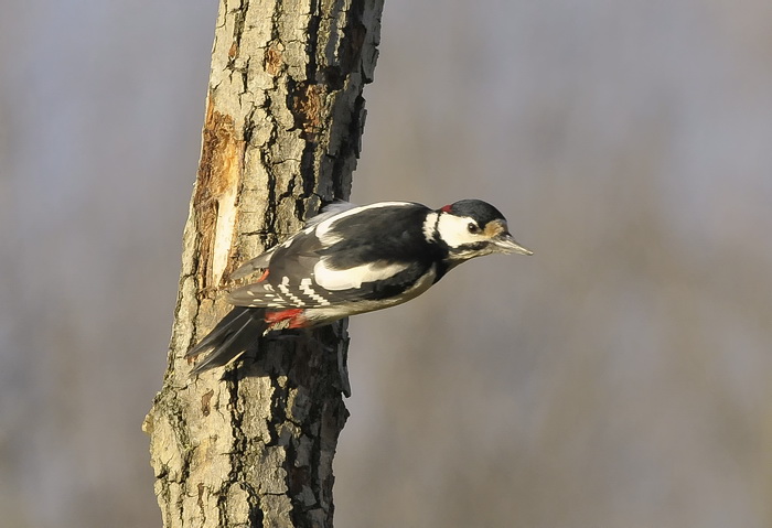 Picchio, che ti ri-picchio, Re del Parco - Dendrocopus major